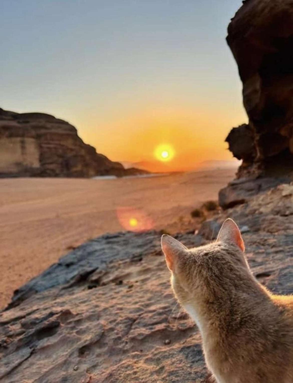 Wadi Rum Nature Luaran gambar